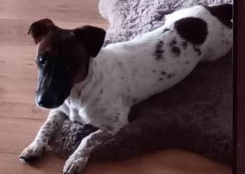 Sprzedam psa pies szczeniaka szczeniak Junior Juniora Jack Russell Terrier