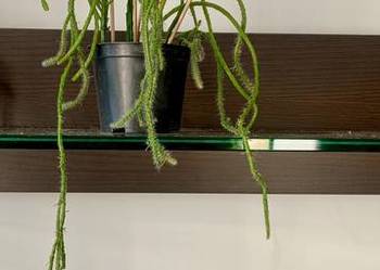 Epiphyllum.Epifilum. Kaktus kwitnie na czerwono.