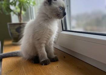 Kot kotka neva masquerade syberyjski rodowód