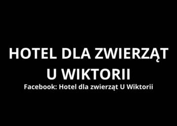 Hotel dla zwierząt - petsitterka