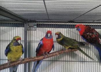 Rozelle kaledońskie
