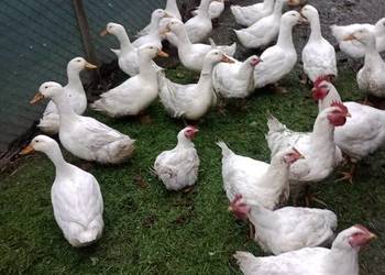 kaczka biała kaczka biała