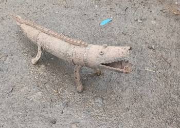 Krokodyl aligator
