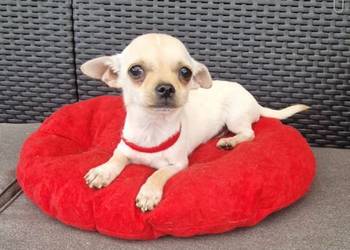 Chihuahua malutki kremowo biały piesek