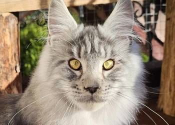 Srebrzysty mruczący kocurek Maine Coon