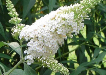 BUDLEJA BIAŁA White Profusion sadzonki w doniczkach !