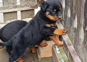 Rottweiler Szczenięta z Rodowodem