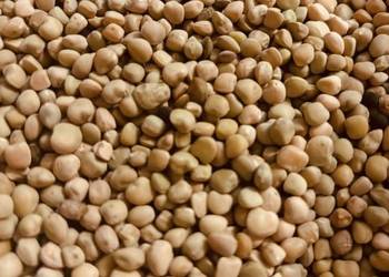 Lędźwian siewny DEREK