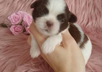 Biało czekoladowa suczka rasy Shih-Tzu