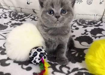 Kotka Brytyjska Krótkowłosa