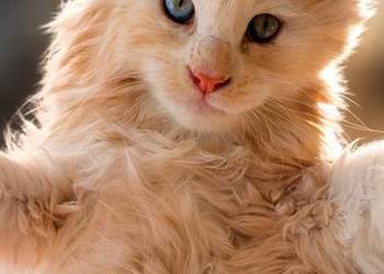 Sprzedam 2 kocurki rasy maine coon.