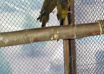 Samica patagonki patagonka konura Samica patagonki patagonka konura