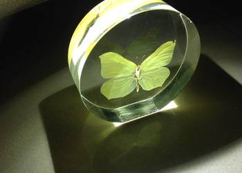 Piękny Motyl w Szkle Latolistek Cytrynek Dekoracja