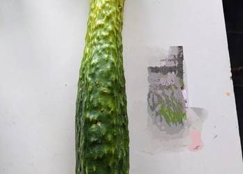 Ogórek sałatkowy długi nasiona