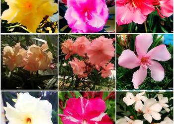 Gałązki oleandrów do ukorzenienia