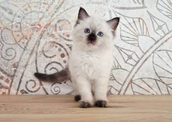 Ragdoll 8-cio tygodniowe cudo.