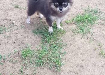 Śliczna suczka Szpic Miniaturowy (Pomeranian)