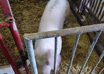 Sprzedam dwa tuczniki