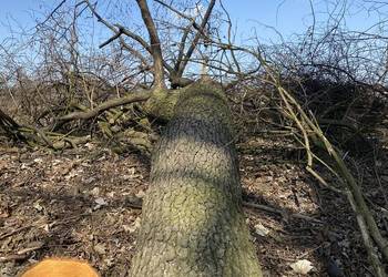 Olcha czarna-całe drzewa sprzedam