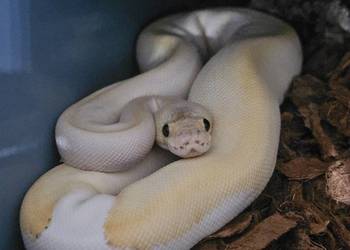 Pyton królewski samica Champagne yb pastel phantom