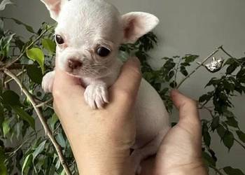 Maleńki szczeniak chihuahua