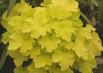 ŻURAWKA Citronelle Heuchera - sadzonki w doniczkach