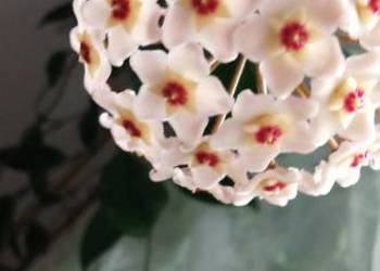 Hoya Carnosa roślina pnąca Hoja woskownica