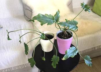 filodendrony Xanadu z ekologicznej domowej uprawy