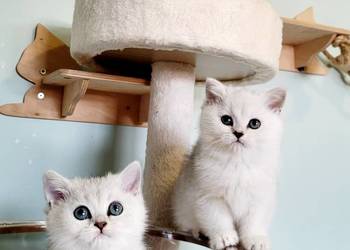 . Brytyjskie  srebrne,  srebrne pointy