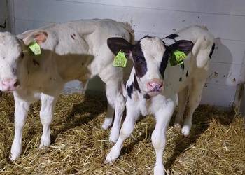 Byczki mięsne cielęta do sprzedania