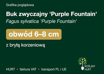Buk zwyczajny 'Purple Fountain' obwód 6-8 cm, z bryłą – HURT