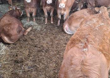 Jałówki 100% Limousine