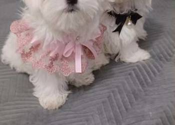 Maltańczyk  z rodowodem UCI