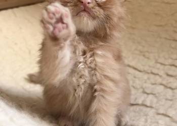 Maine Coon po importach !!!