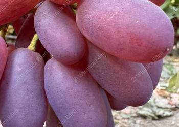 Winogrono deserowe Julian. Sadzonki winorośli. Winogrono deserowe Julian. Sadzonki winorośli.