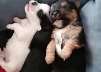 Przepiękny york z rodowodem