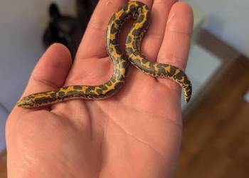 Boa piaskowy piękna samiczka