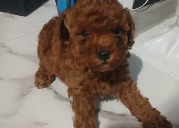 Pudel Miniatura Red samica