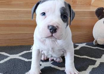 Amstaff błękitne szczenięta