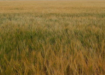 Jęczmień jary RGT Gagarin Top Farms