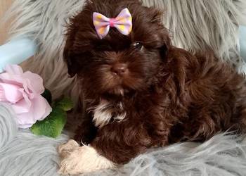 Czekoladowa suczka rasy Shih-Tzu