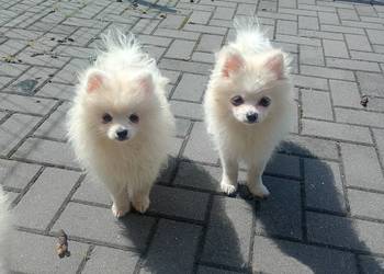 Szpic miniaturowy Pomeranian