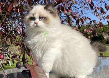 Gotowy do odbioru kot Ragdoll