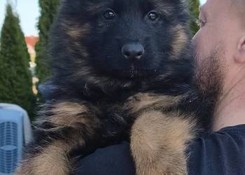 Szczeniaki owczarki niemieckie długowłose ZKWP Fci