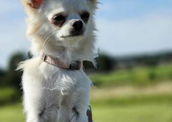 Chihuahua samiec