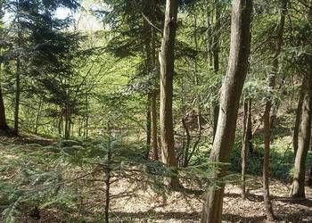 Las Karwodrza - połowa