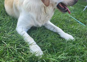 Labrador Reproduktor