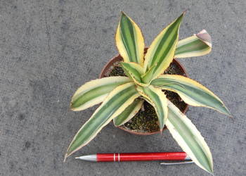 Agawa w czterech kolorach - Agave lophantha Quadricolor - 3 letnia sadzonka