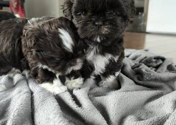 Shi TZU, czekoladowe