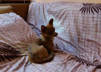 **bursztynowa - merle suczka